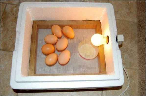 hungarocell inkubátor